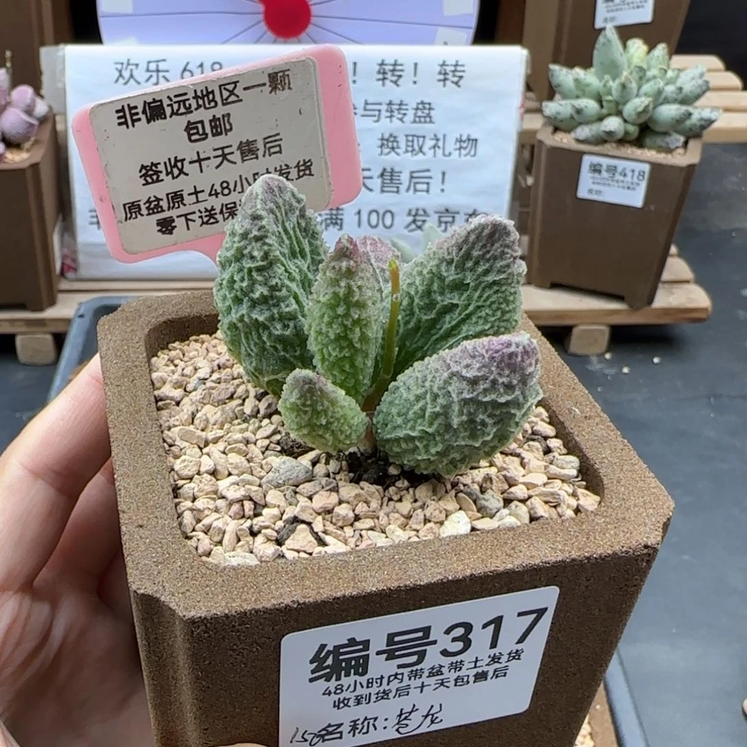 飔*317苍龙多肉植物