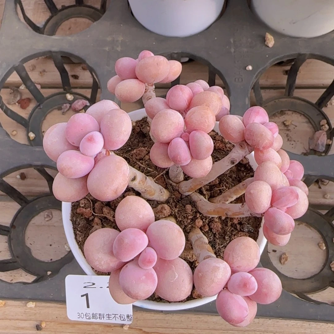 十头老桩桃蛋一颗