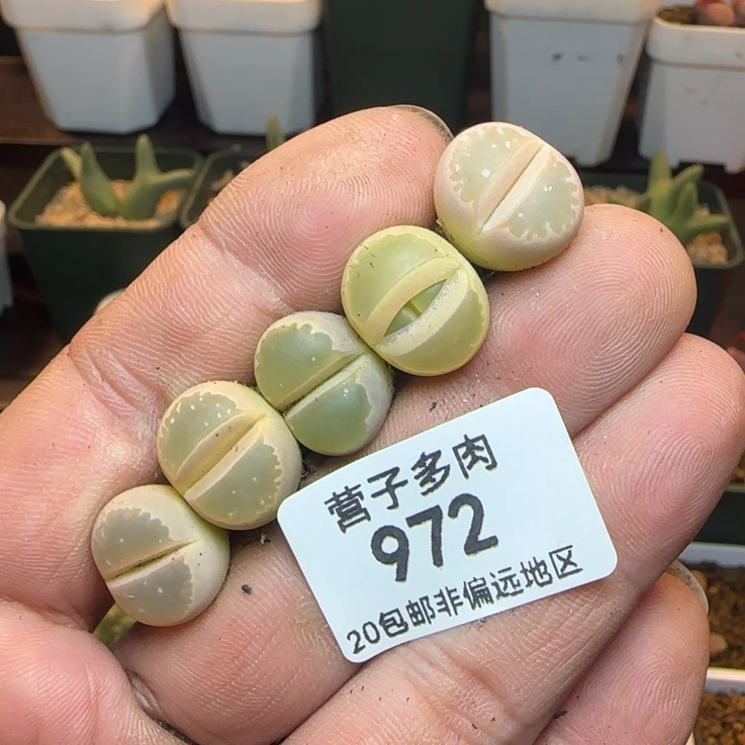 橄榄。