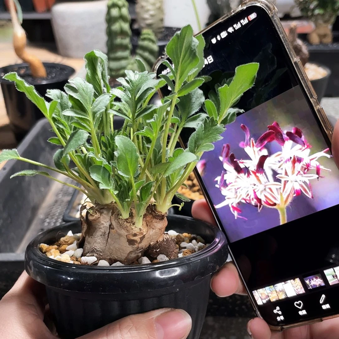 福利666666666666666666