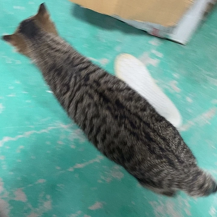 莫代尔纤维竹子纤维