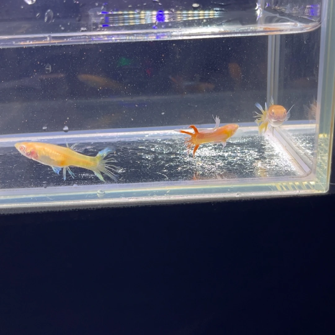 孔雀鱼孔雀鱼孔雀鱼