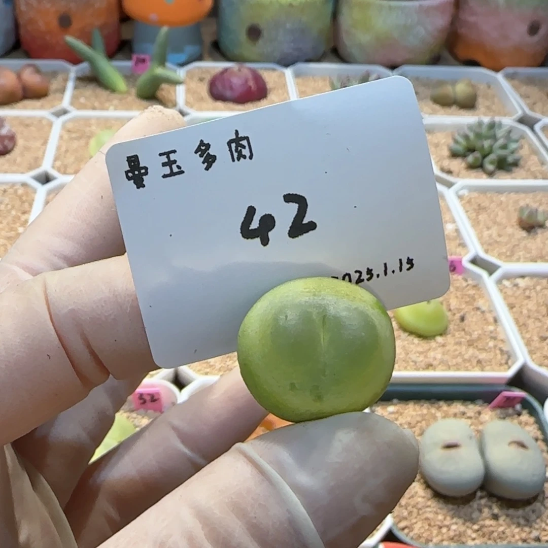 夏****9多肉多肉多肉1.15-042