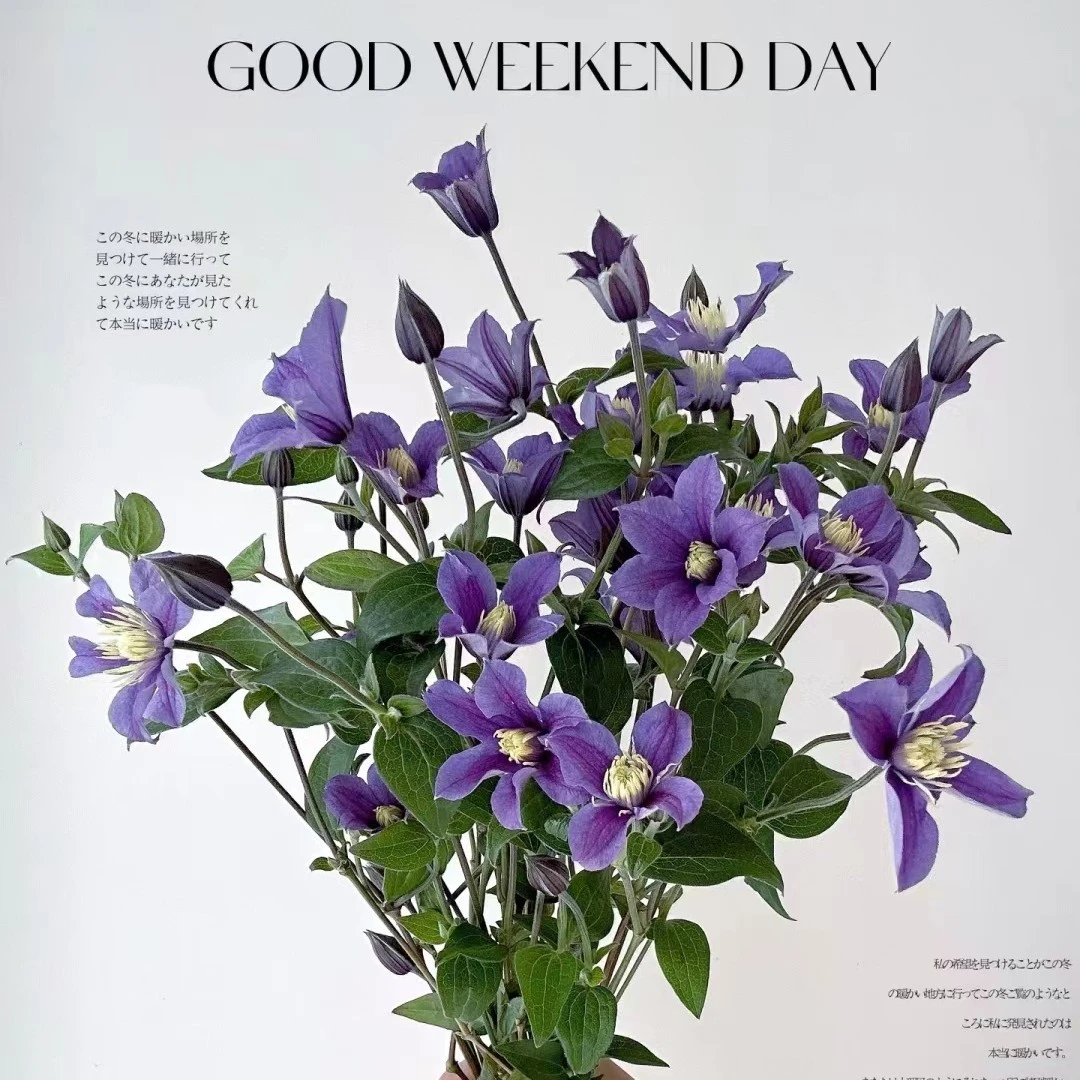 【香羿鲜花】铁线莲 （金包银）/全场任意满两单及以上包邮