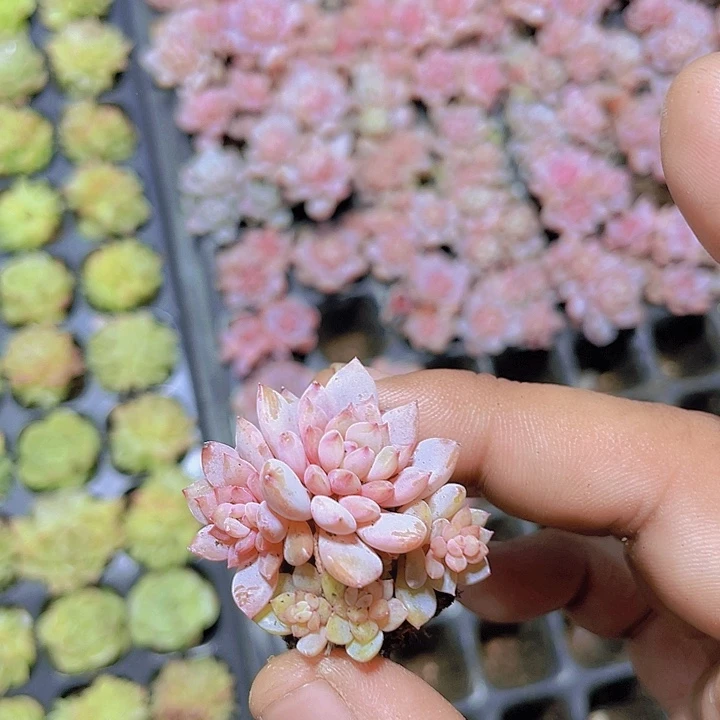 星星橙群【满10颗包邮】