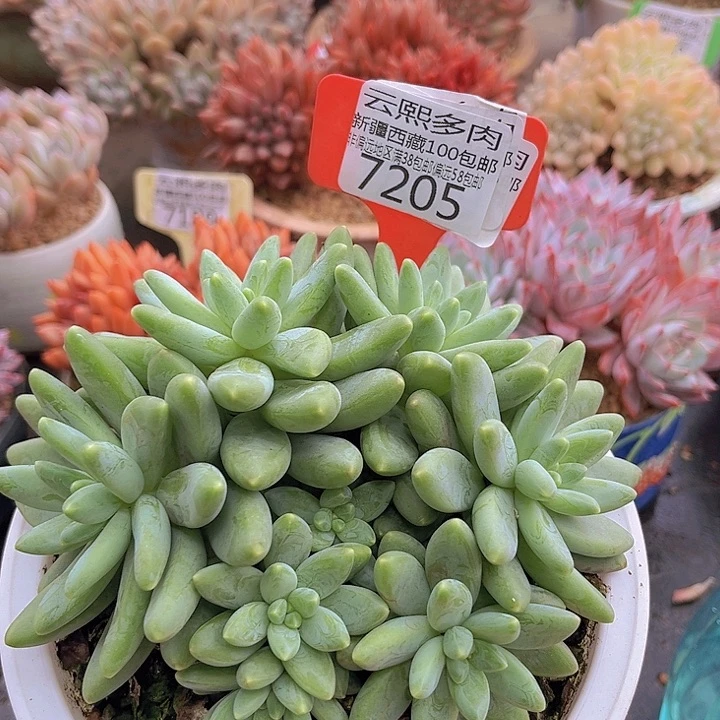 7205阿蒂斯托。