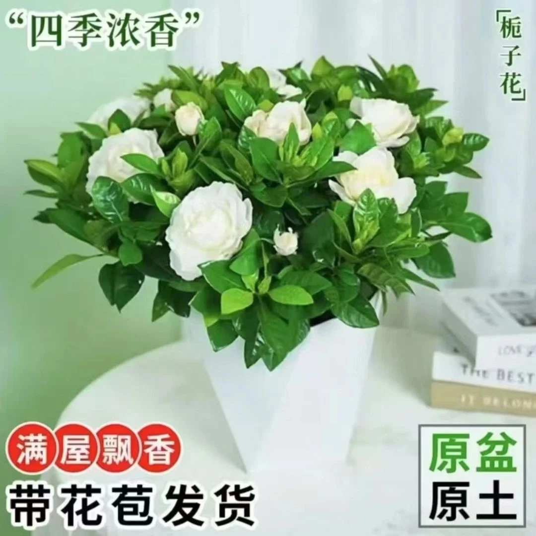 栀子花盆栽花卉植物室内绿萝箩阳台水培绿植茉莉花四季好养九里香