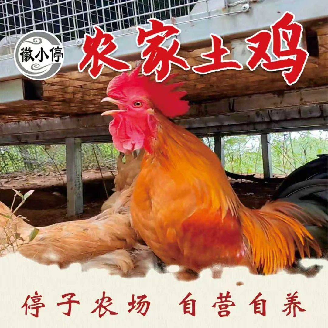 （停子农场）农家果园散养大公鸡（京东冷链送货上门）