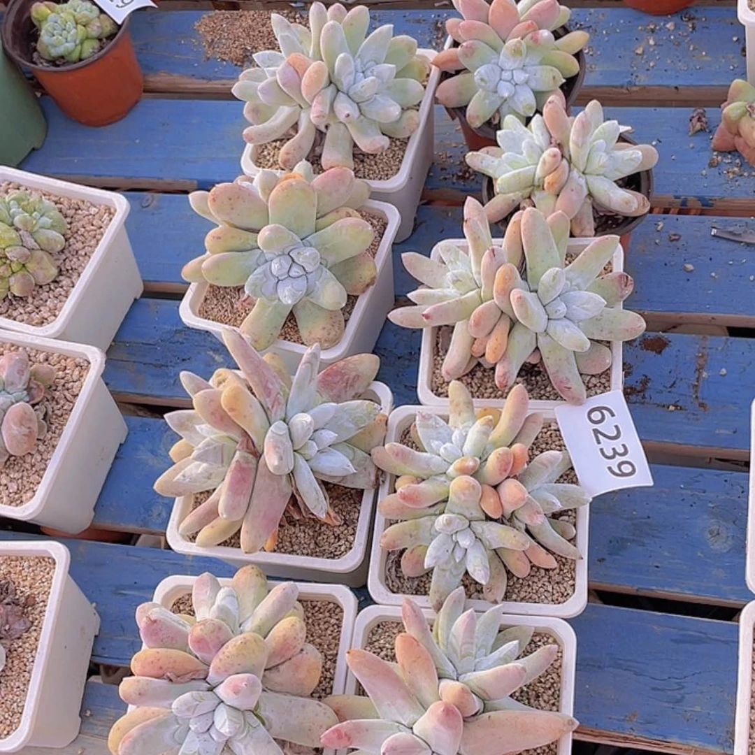 【闪购商品】红拇指