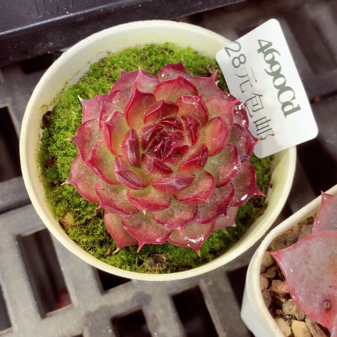 5厘米盆精控多肉4690