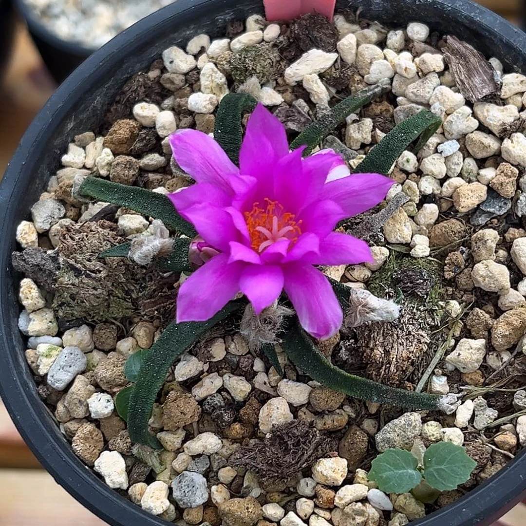 优选龙舌兰牡丹，粉紫花，D