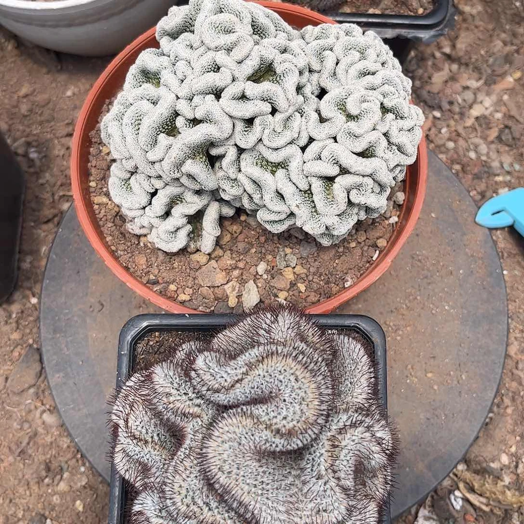 无花朵等**?金桥店这画质刺配的对话总共两颗