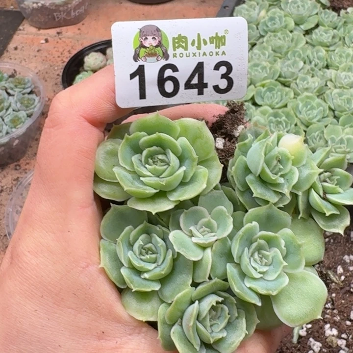 多肉植物多肉植物