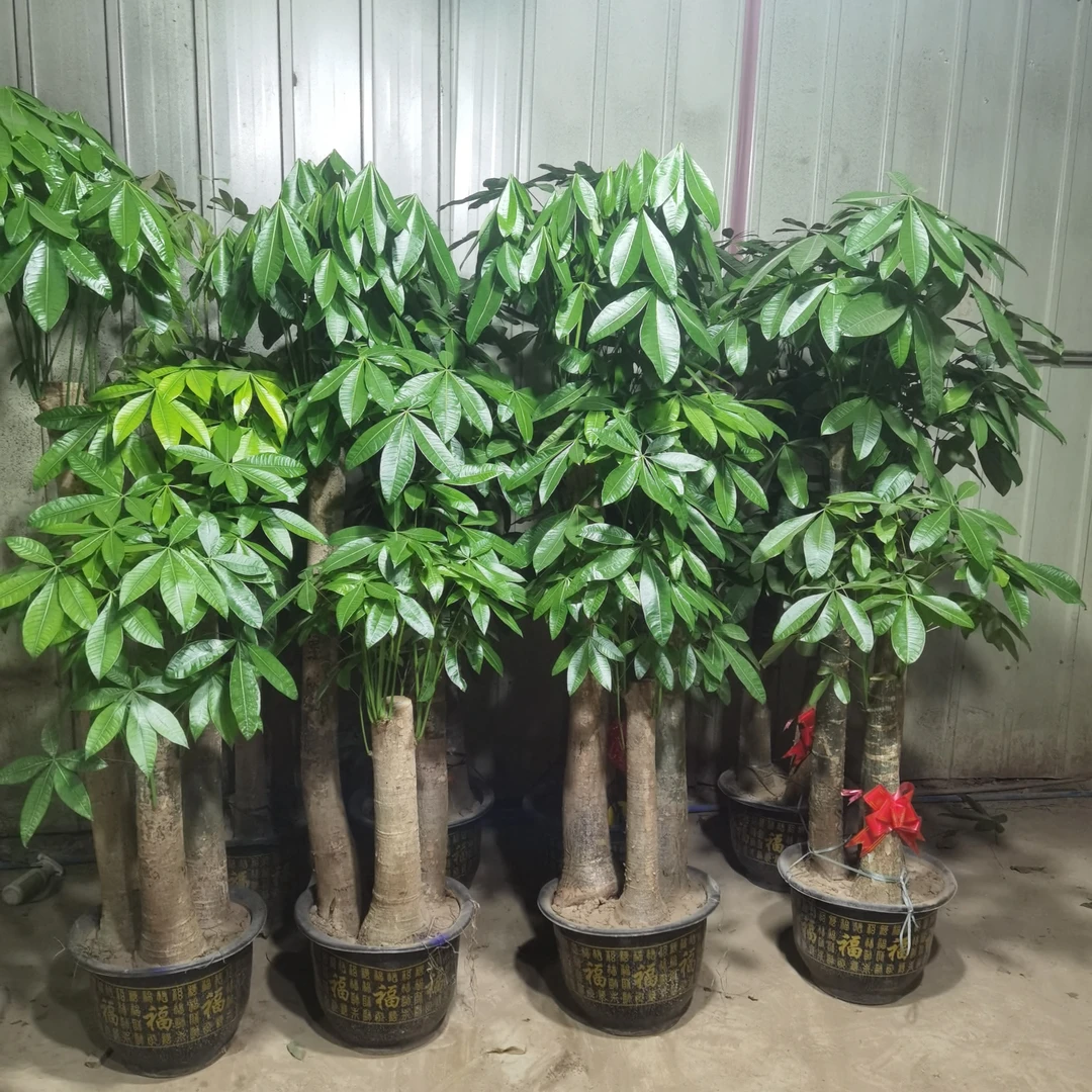 三杆步步高发财树