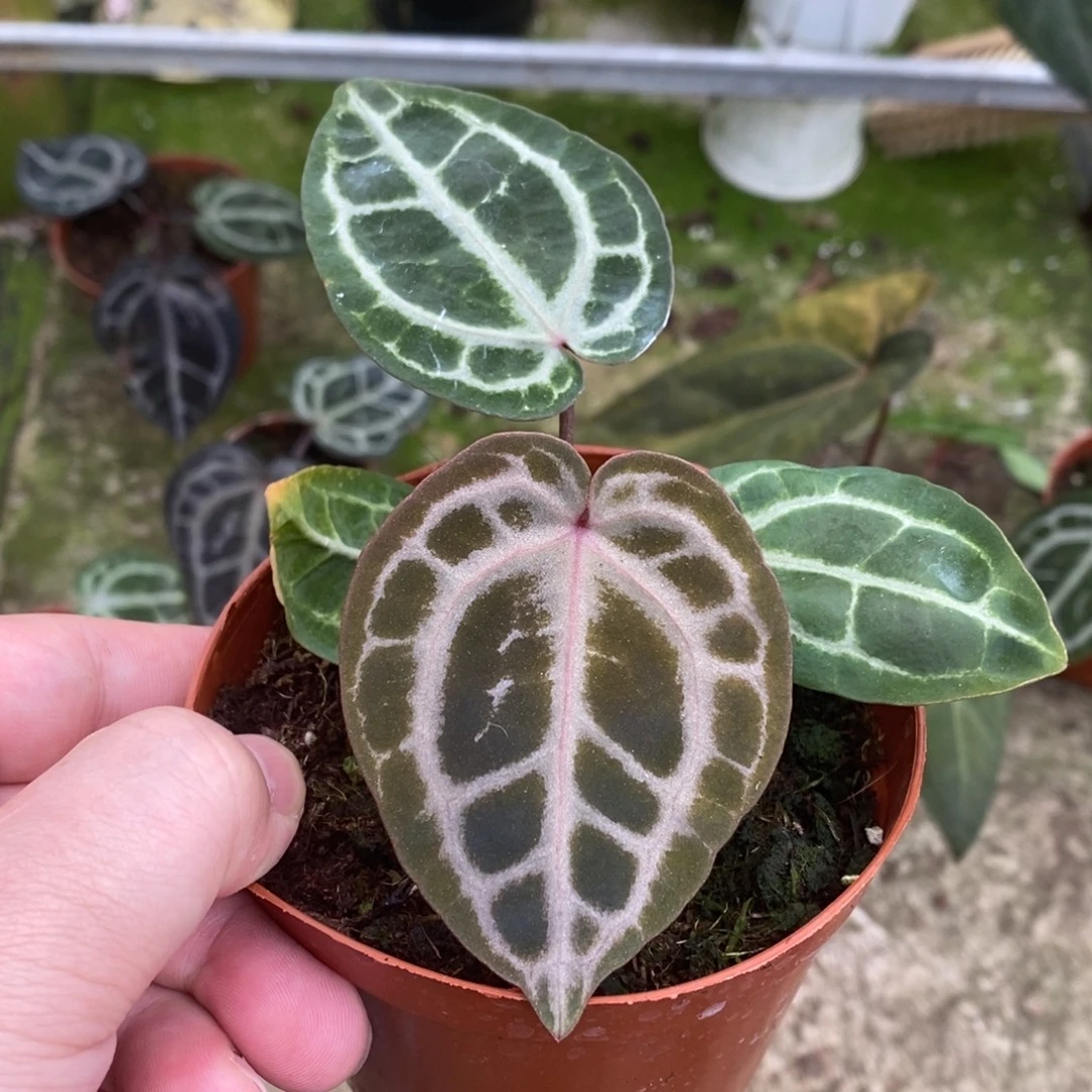 无花朵nse红水晶小