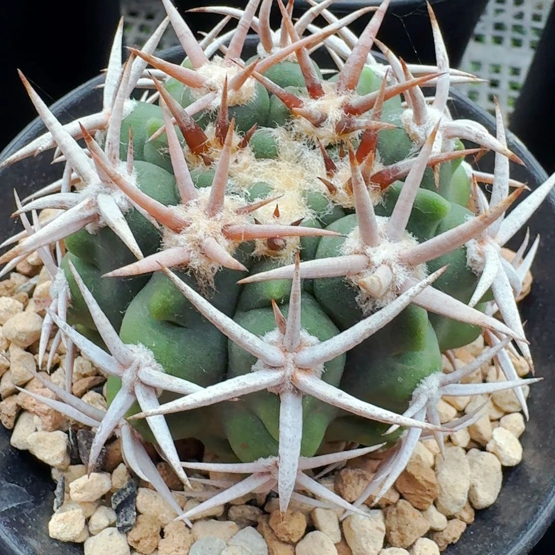 直播间，鼻炎玉，实生，
