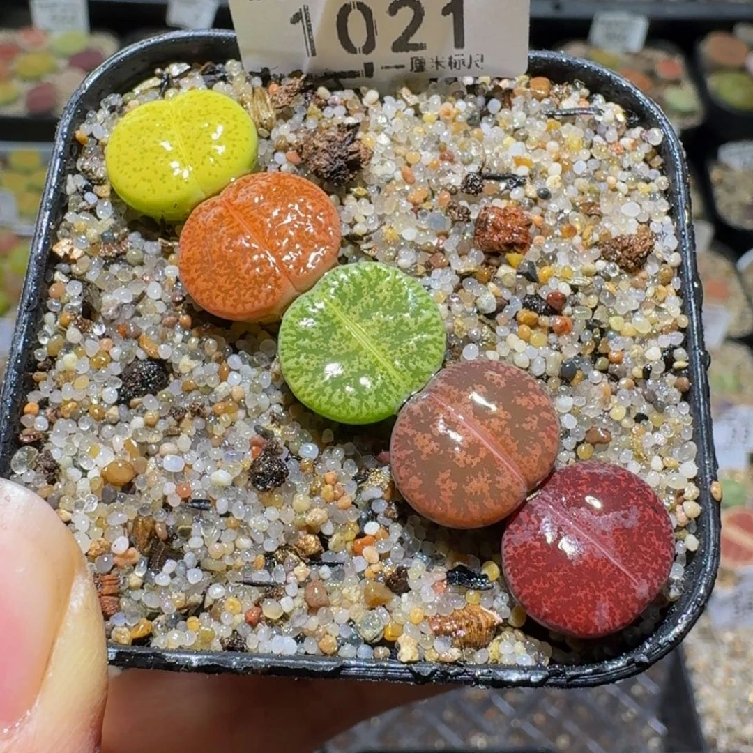 Sss清仓便宜出了1021