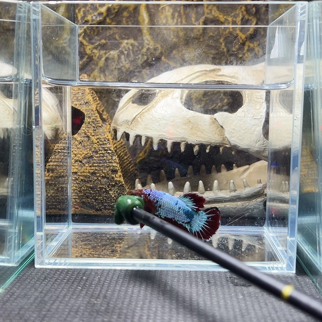 斗鱼精品精品可怕精品可怕精品精品