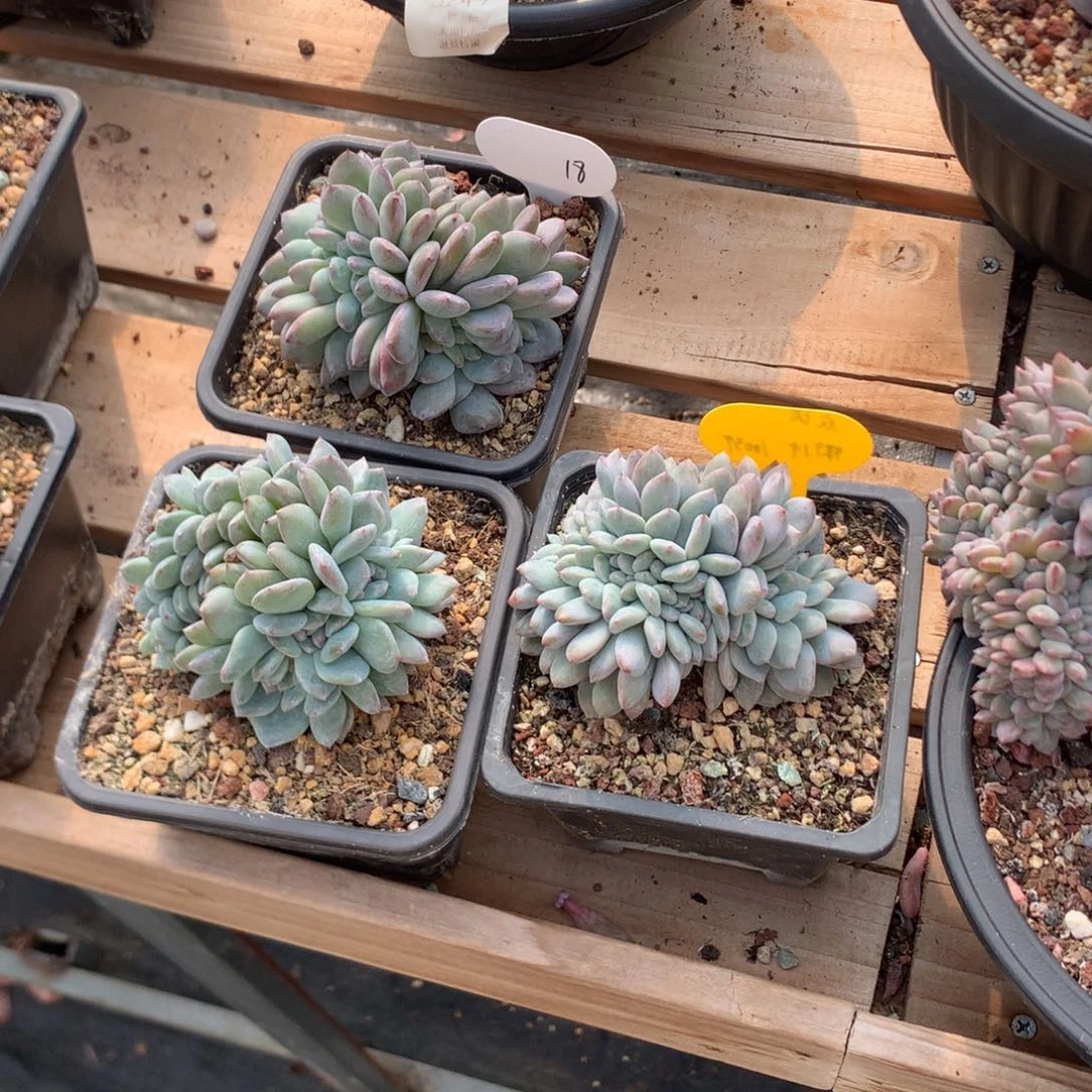 9厘米底切石榴籽缀 三颗 18