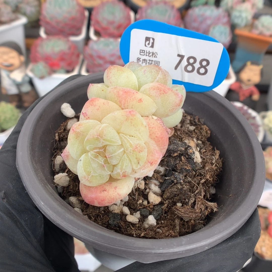 788 奶油冰淇淋冰玉石化