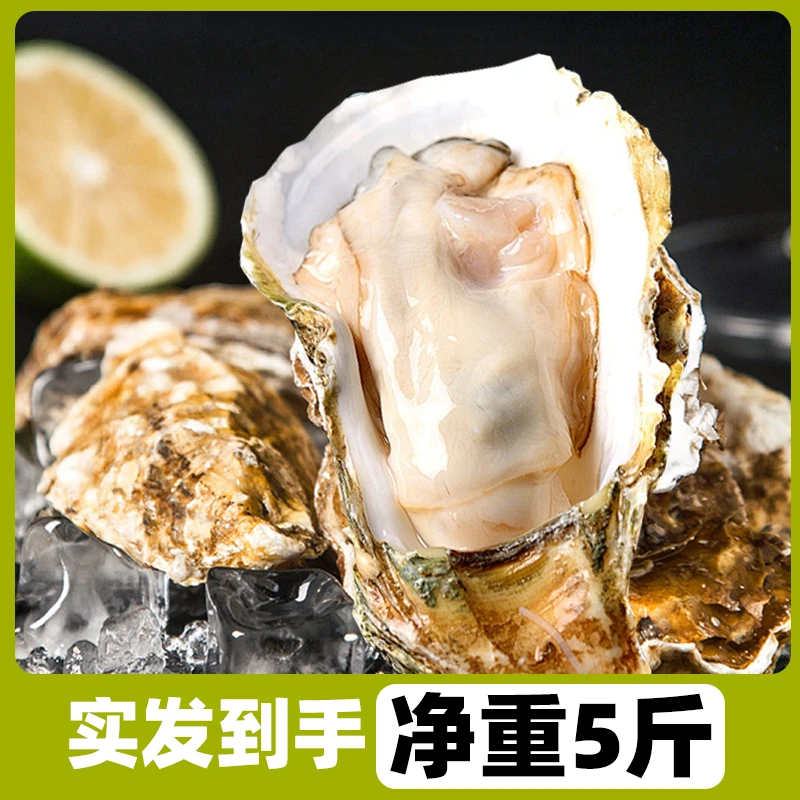 【买3斤送2斤】原产地直发正宗乳山生蚝海蛎子鲜活牡蛎净重5斤顺丰
