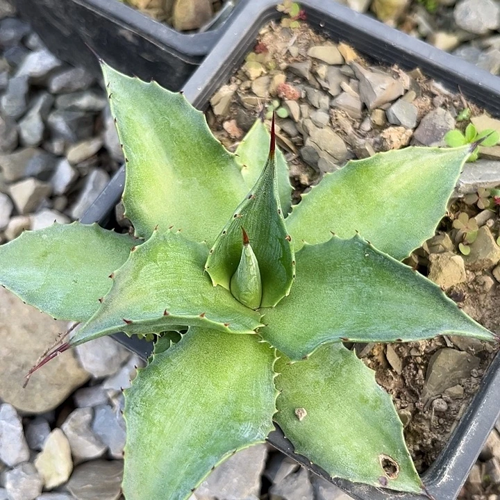 萨洛蒙2345699980000