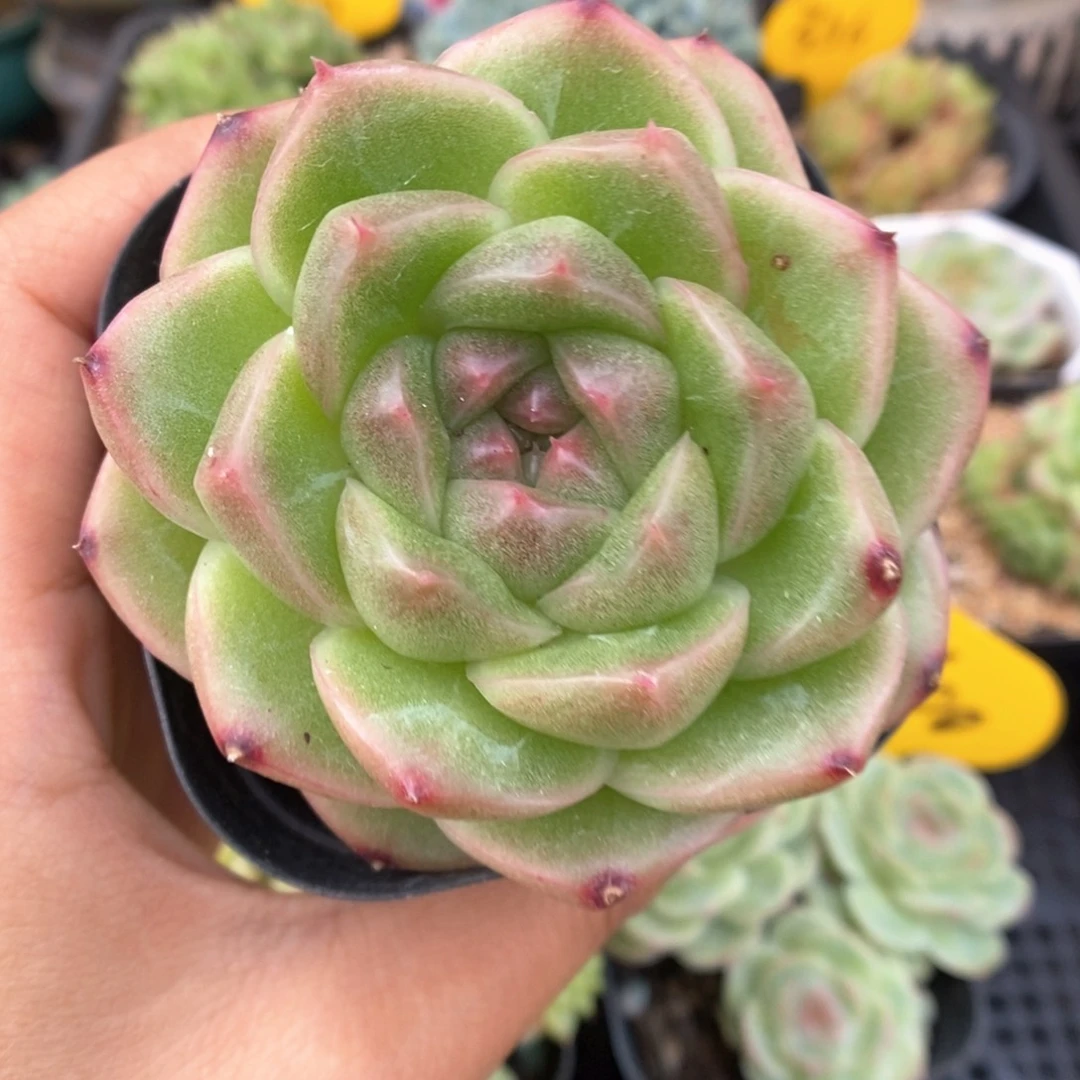 珍妮麦秆群生517号