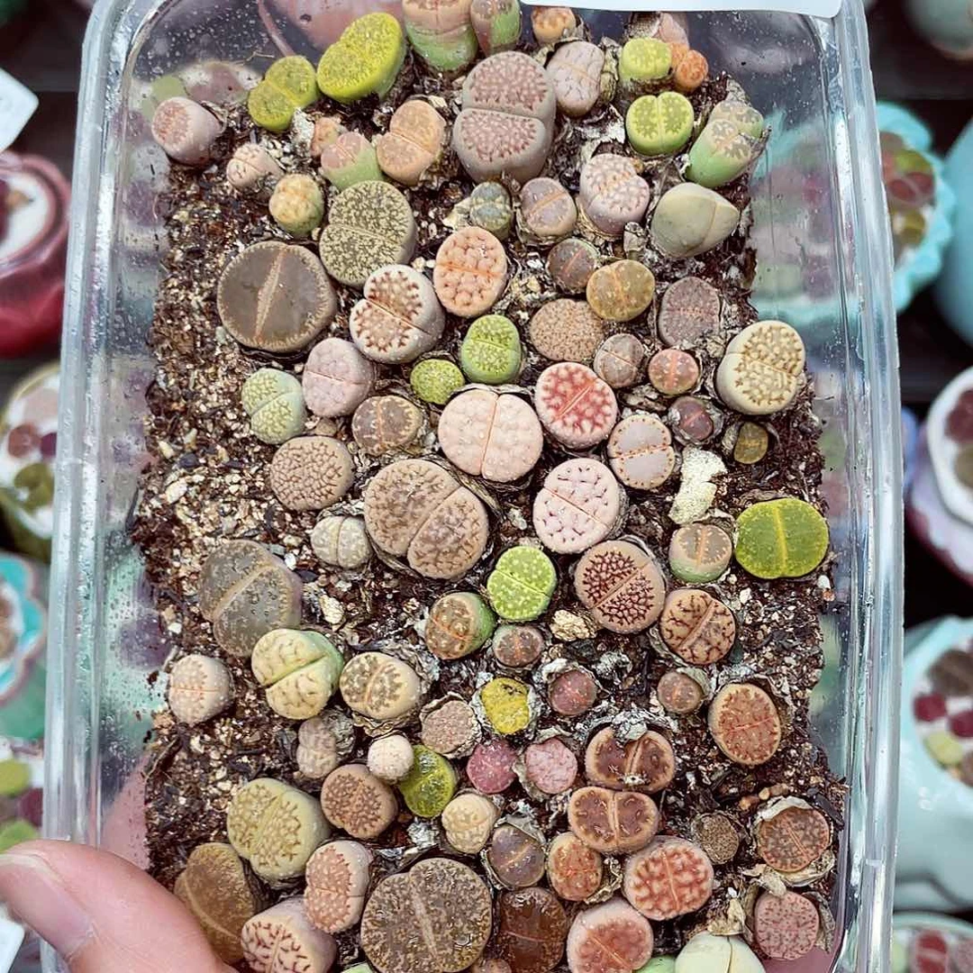 生石花满18包邮0707-84