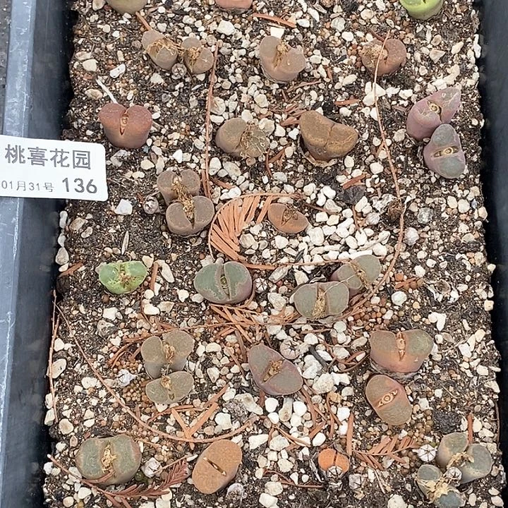 桃喜花园0131-136风铃福利