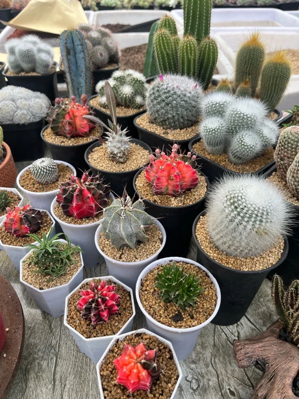 仙人球专区3个球包邮