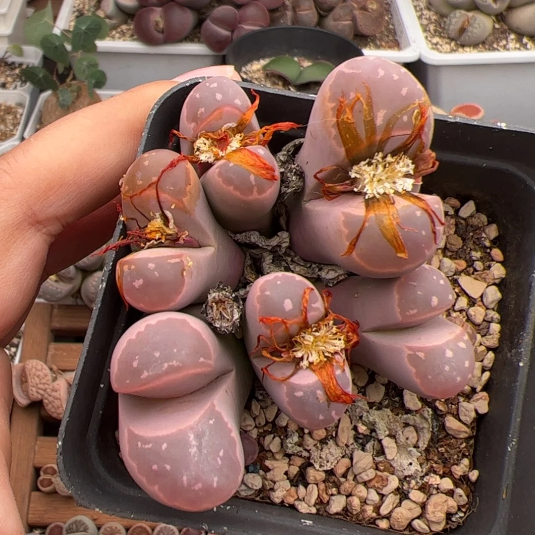 0633号红橄榄 多肉植物