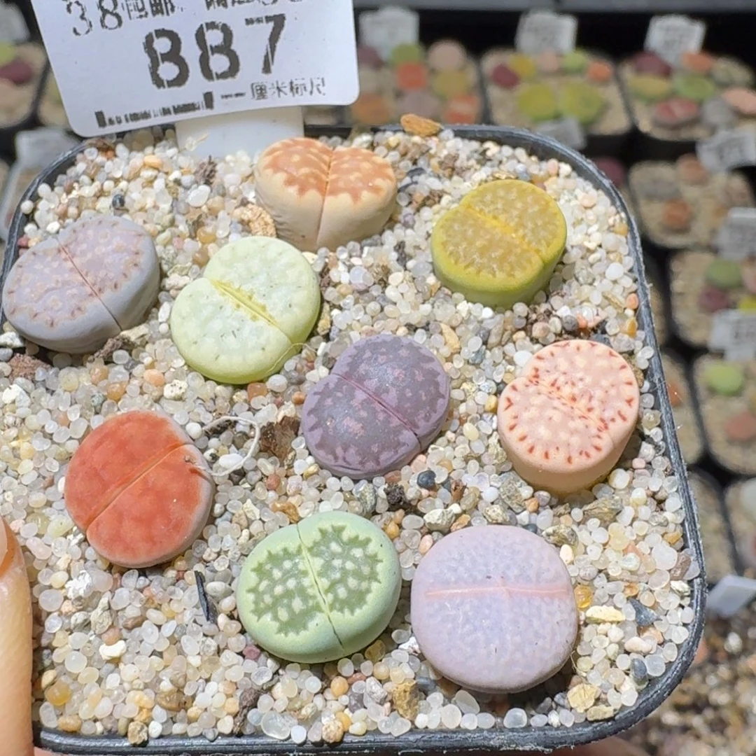 Sss便宜了便宜了887