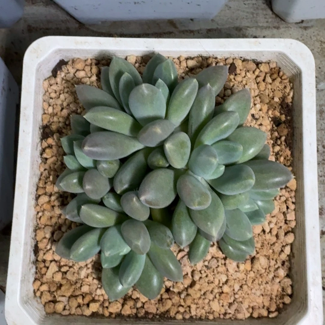 胖彩体 哥特 5头 一物一拍