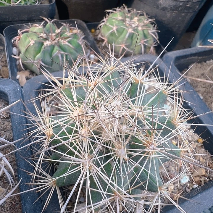 枪骑士。苗接落地自根养定。