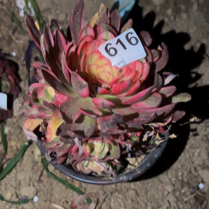 616粉海王多肉植物