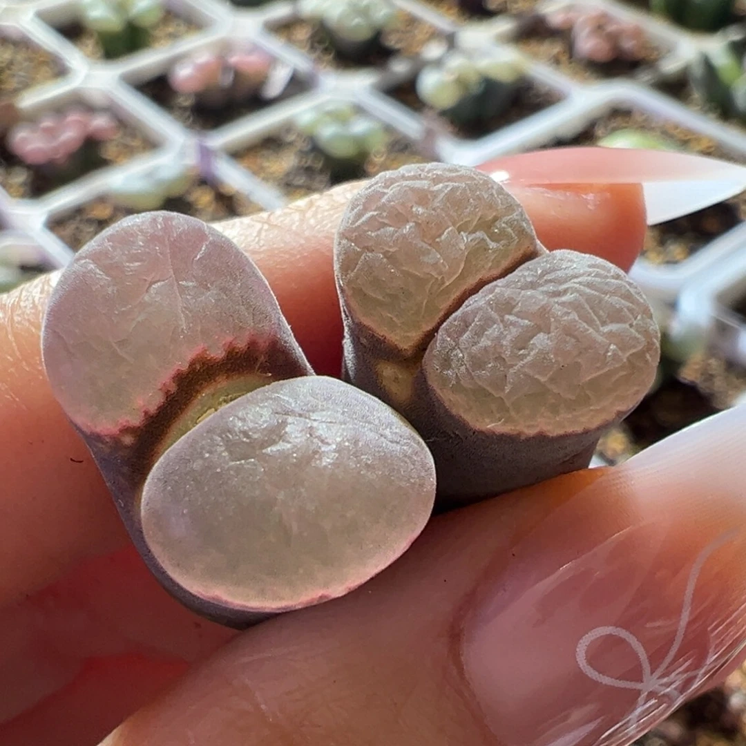 开播福利。 粉窗01