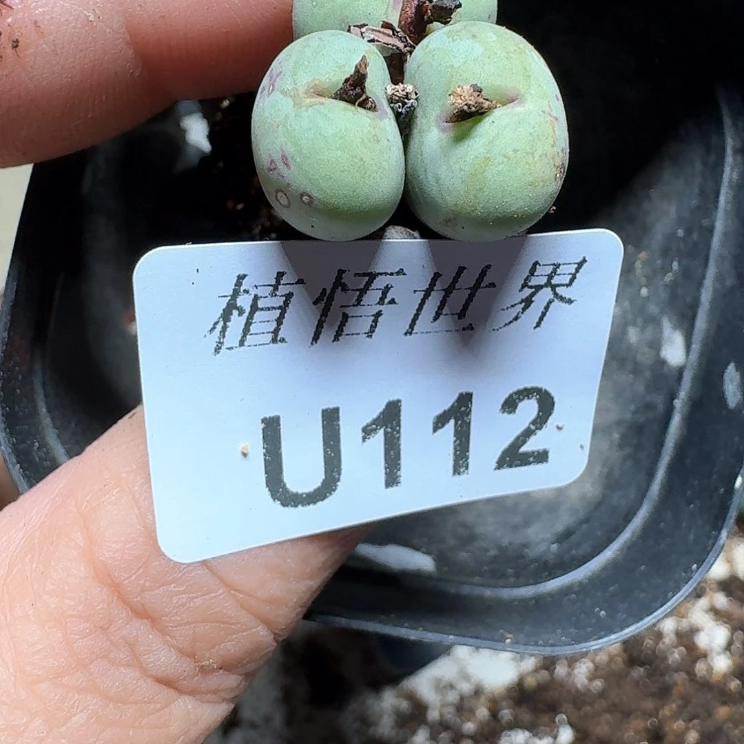 112号多肉植物哇fv