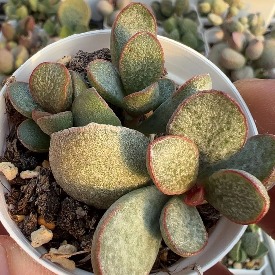 花斑款新品多肉植物水泡