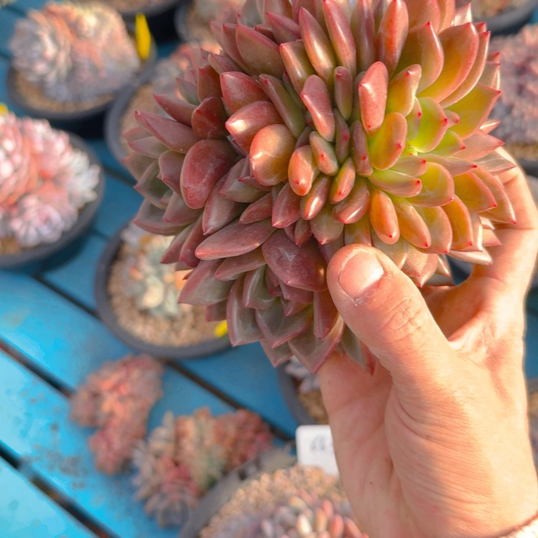 152号多肉11111111111