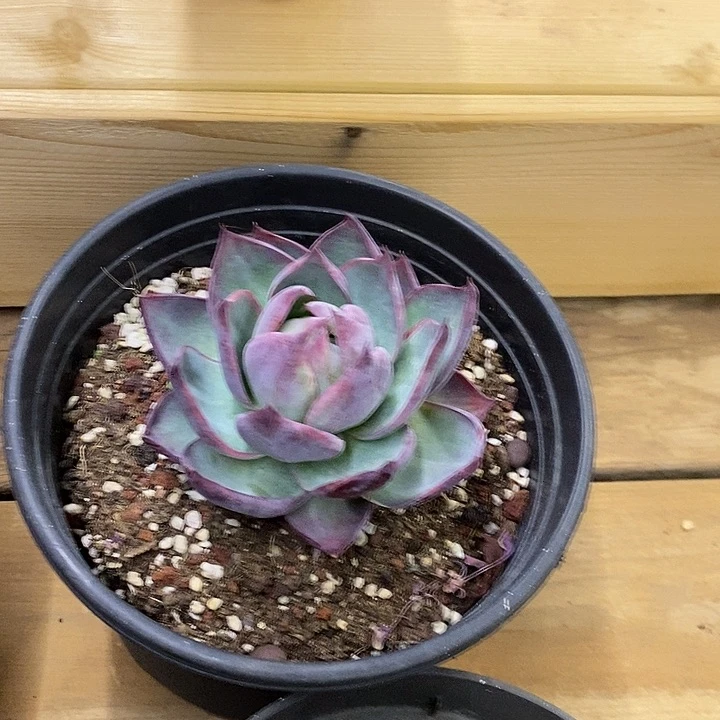 大单头惊鸿16.8福利多多