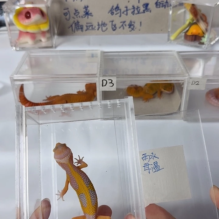 豹纹守宫雨水，母温