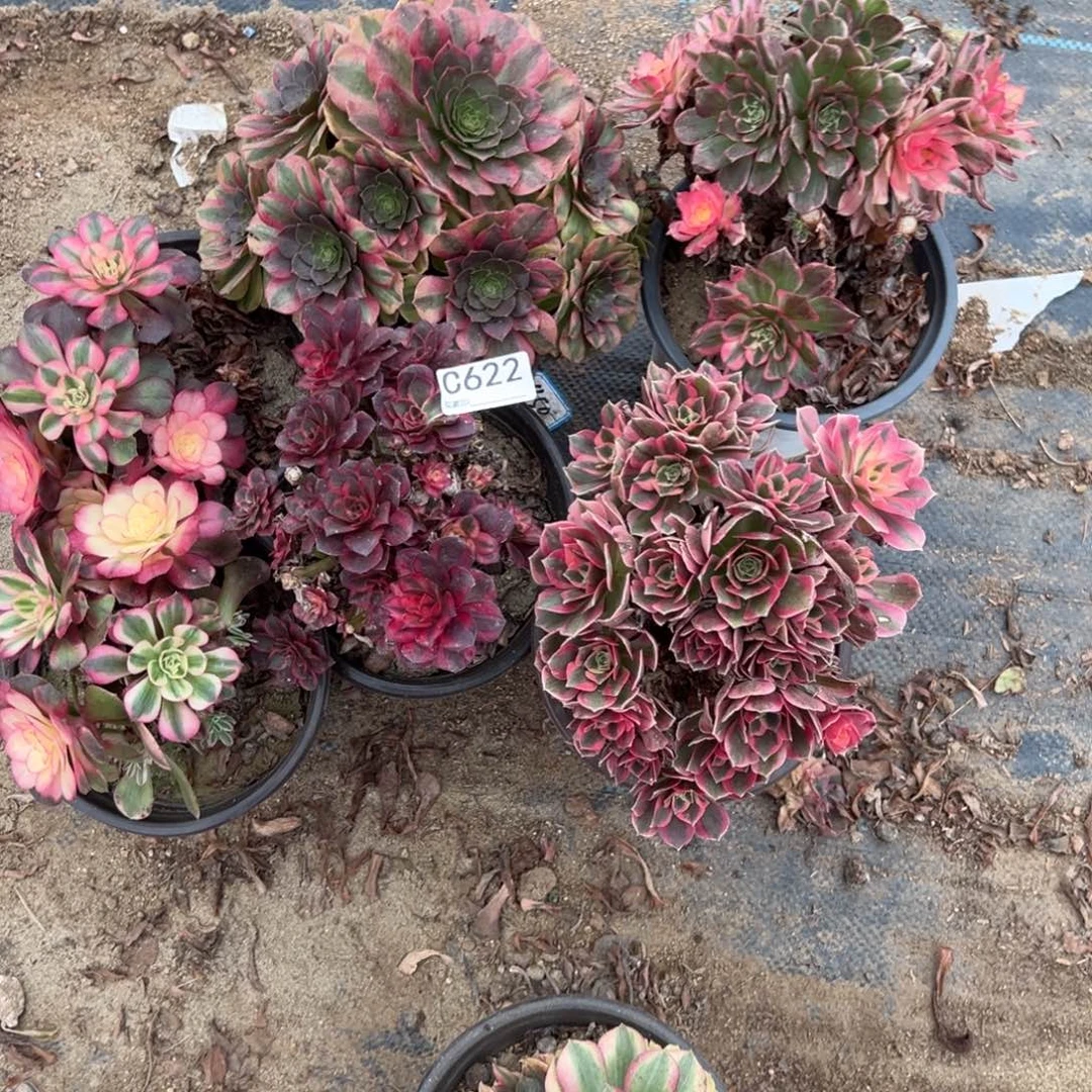 小***芳622六颗组合多肉植物法师