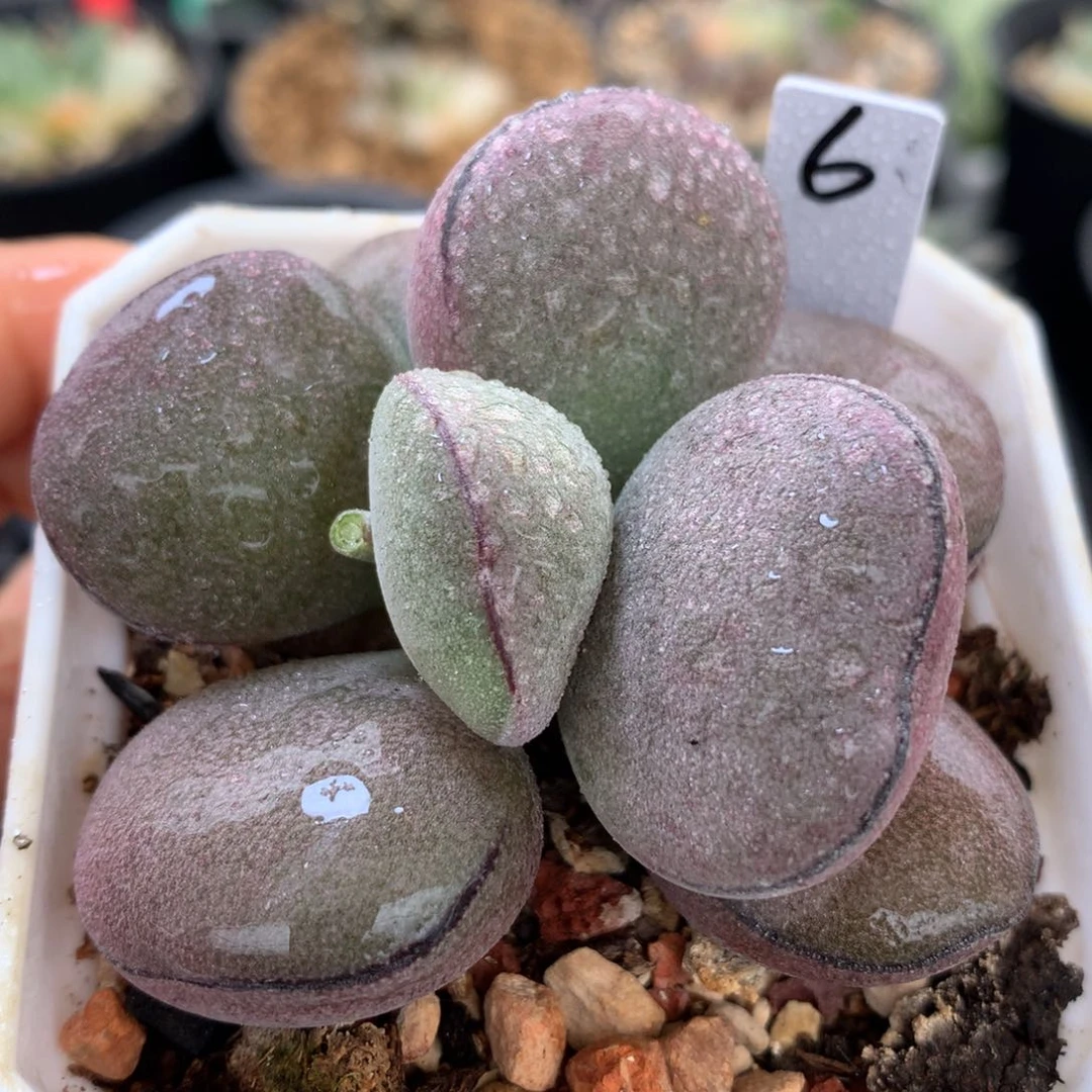 球球紫蛋，带盆发货