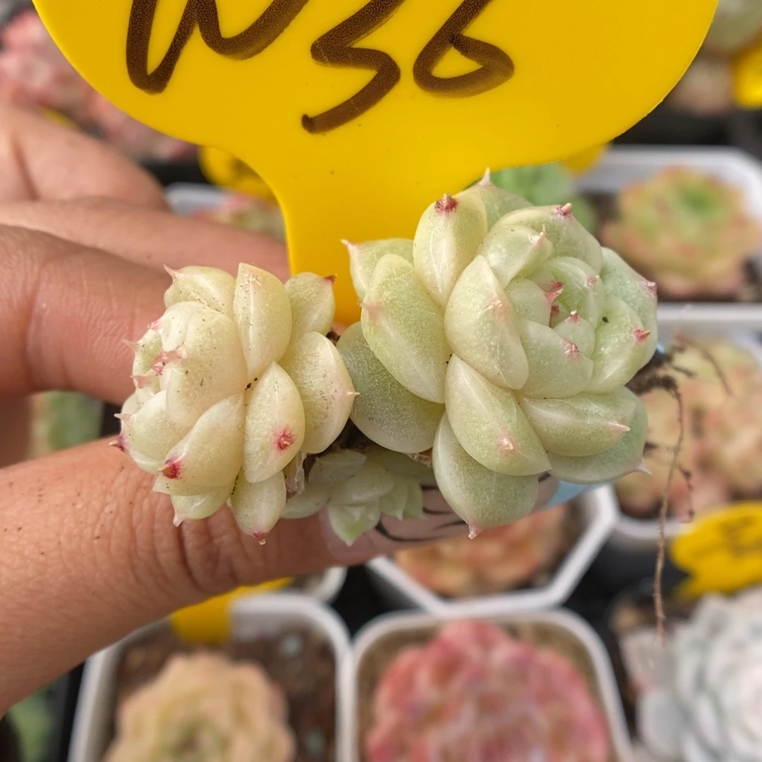 巾****珠光麦秆1036号。