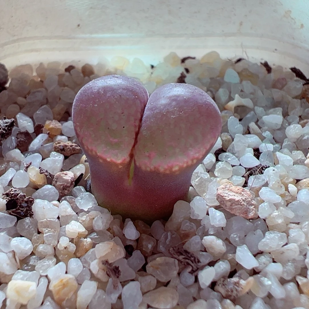 928-175多肉多肉翻窗红风铃