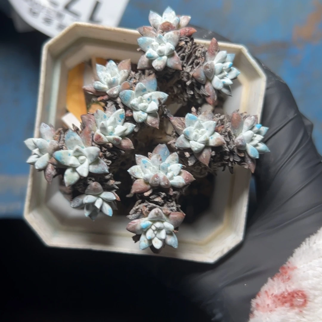 格诺玛韩菊～一物一拍1772