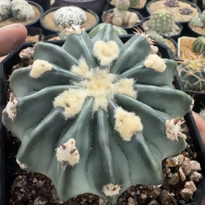 无刺凌波自根仙人球