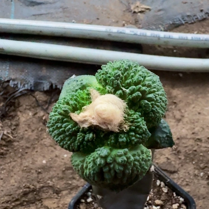 无花朵034超大尤哥斯拉牡丹一号水池东十四