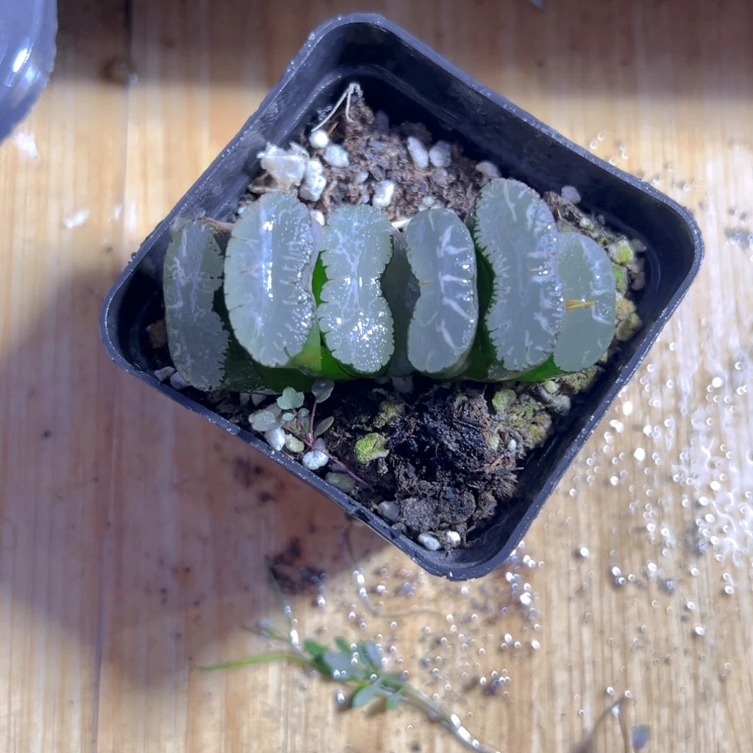 白线流纹玉扇多肉1