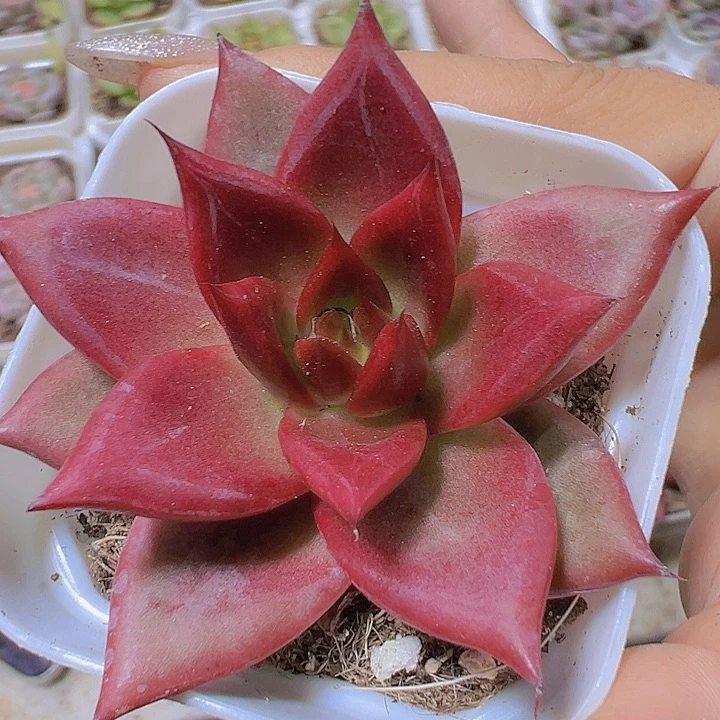 大罗卡19包邮多肉植物